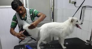 Pet Grooming 9