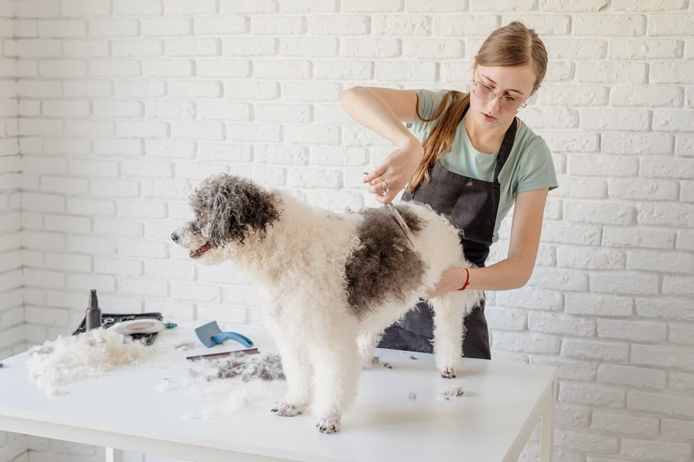 Dog Grooming in Gurgaon, Haryana – Keeping Dogs Clean and Comfortable