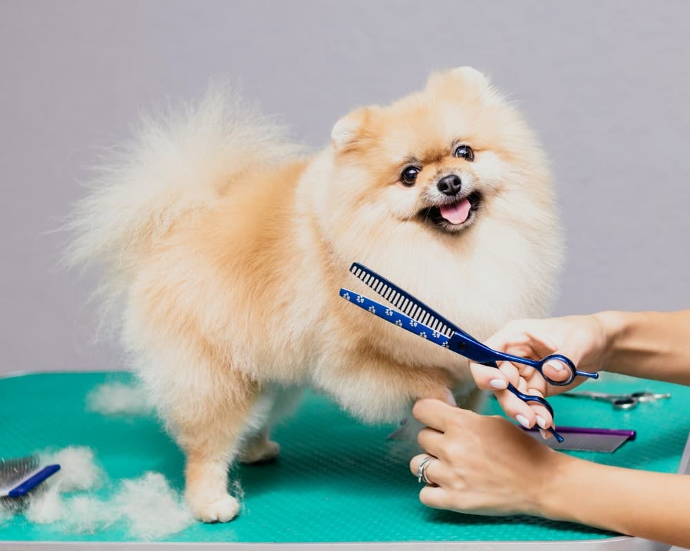 Pet Grooming in Gurgaon, Haryana – Everyday Care That Makes a Real Difference