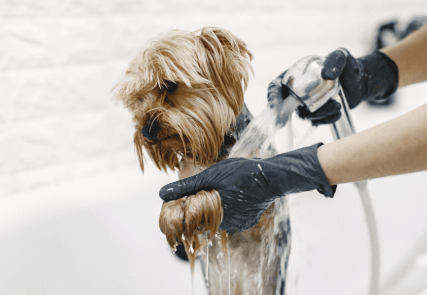 Pet Bathing in Gurgaon, Haryana – Freshness that Supports Daily Comfort Home Latest news Pet Bathing in Gurgaon, Haryana – Freshness that Supports Daily Comfort