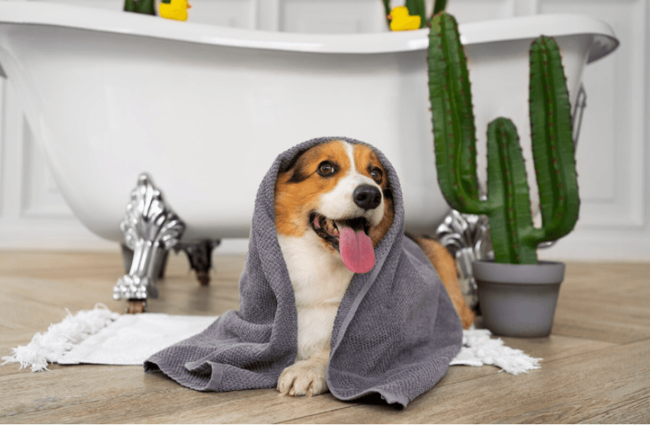 Pet Spa in Gurgaon, Haryana – Relaxation that Pets Truly Enjoy Home Latest news Pet Spa in Gurgaon, Haryana – Relaxation that Pets Truly Enjoy