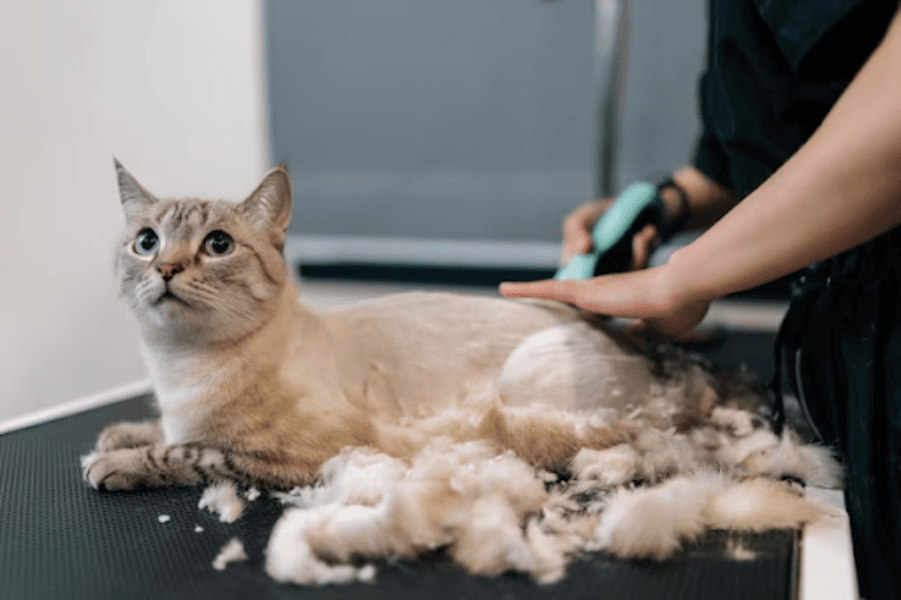 Cat Grooming in Gurgaon, Haryana – Gentle Care for Independent Companions Home Latest news Cat Grooming in Gurgaon, Haryana – Gentle Care for Independent Companions