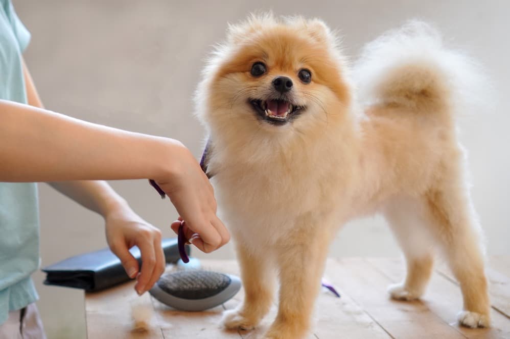 Dog Grooming in Gurgaon, Haryana – Keeping Dogs Clean, Happy, and Healthy Home Latest news Dog Grooming in Gurgaon, Haryana – Keeping Dogs Clean, Happy, and Healthy