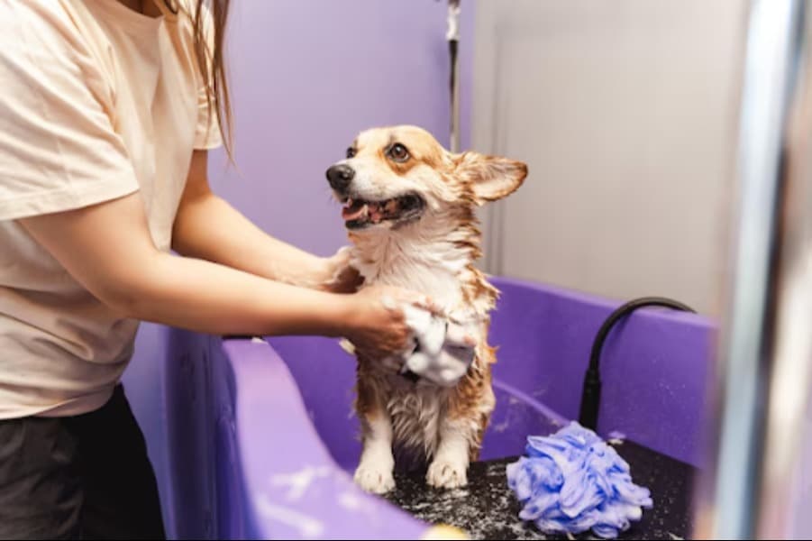 Pet Spa in Gurgaon, Haryana – Relaxation Meets Wellness