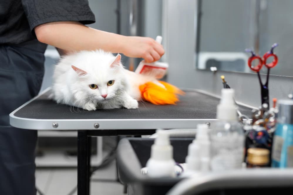 Cat Grooming in Gurgaon, Haryana – Gentle Care for Independent Companions