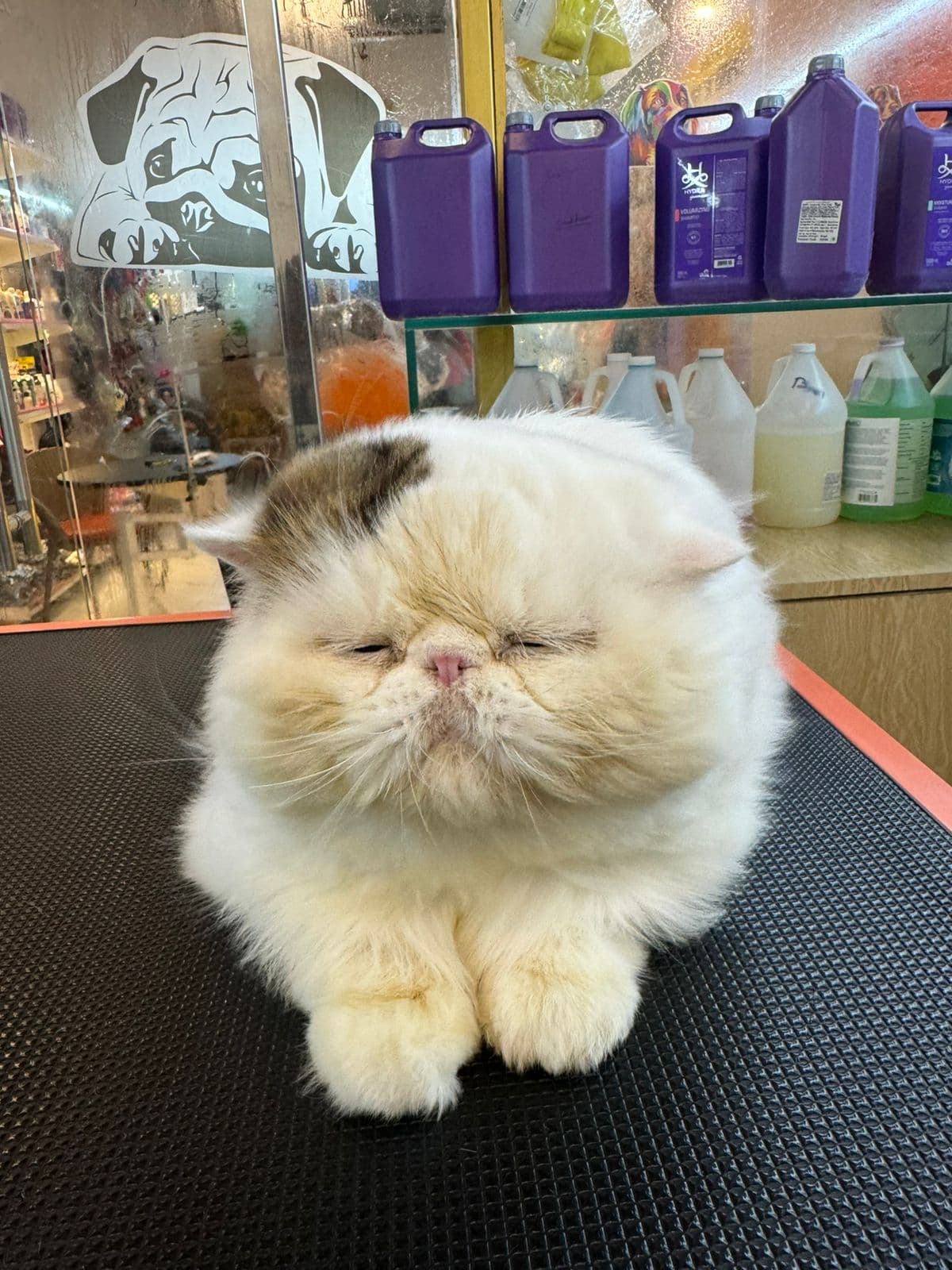 Pet Grooming  Comfort, Hygiene, and Care That Lasts