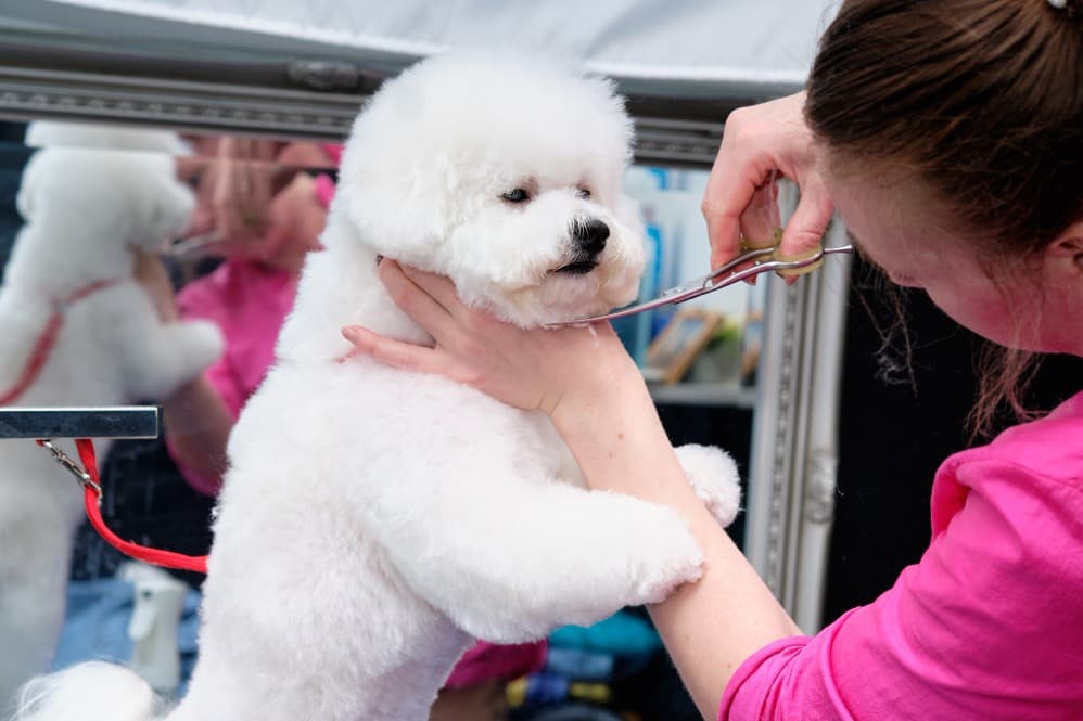 Stylish Pet Grooming in Gurgaon, Haryana – Fashion Meets Function