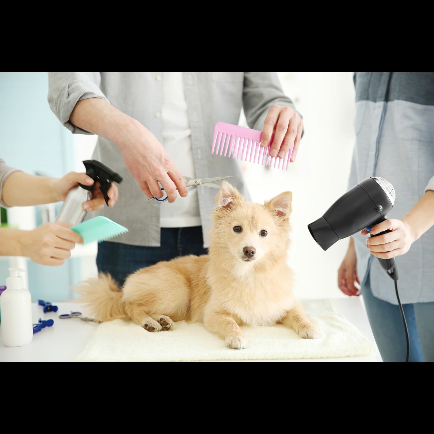 Dog And Cat Grooming Services In Gurgaon, Haryana – Tailored Care For Every ...
