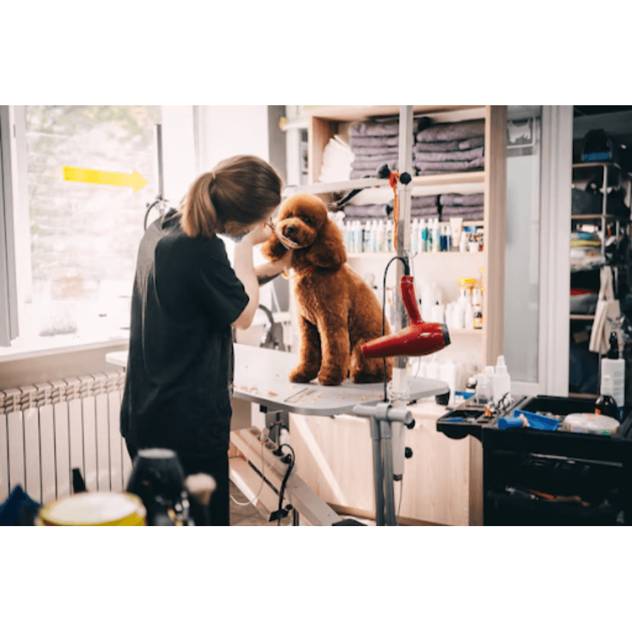 Professional Pet Grooming In Gurgaon, Haryana – Keep Your Pets Fresh And Heal...