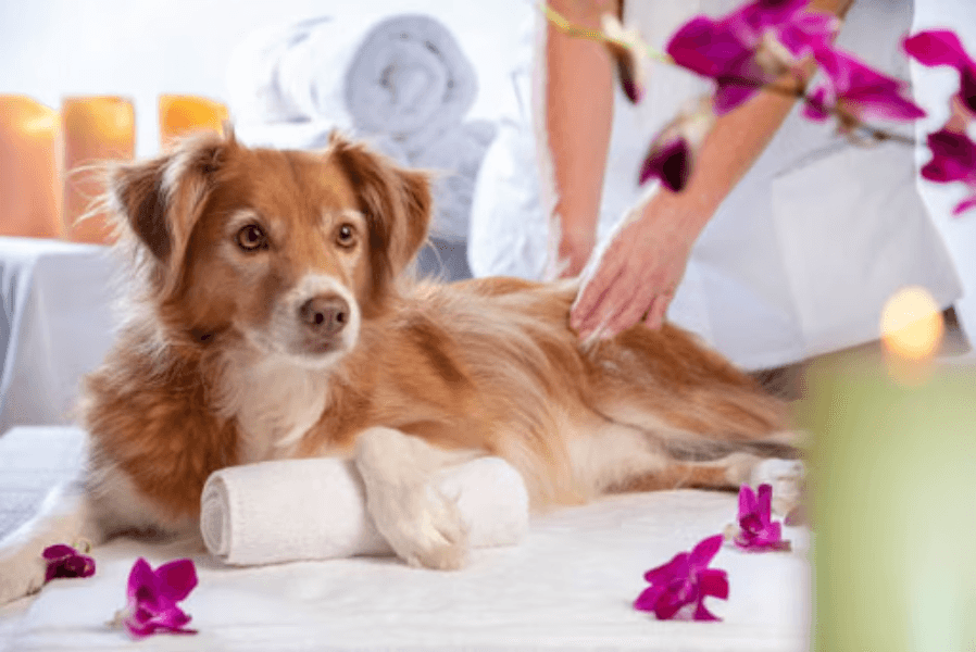 Best Dog Spa Services in Gurgaon, Haryana – Relaxi...