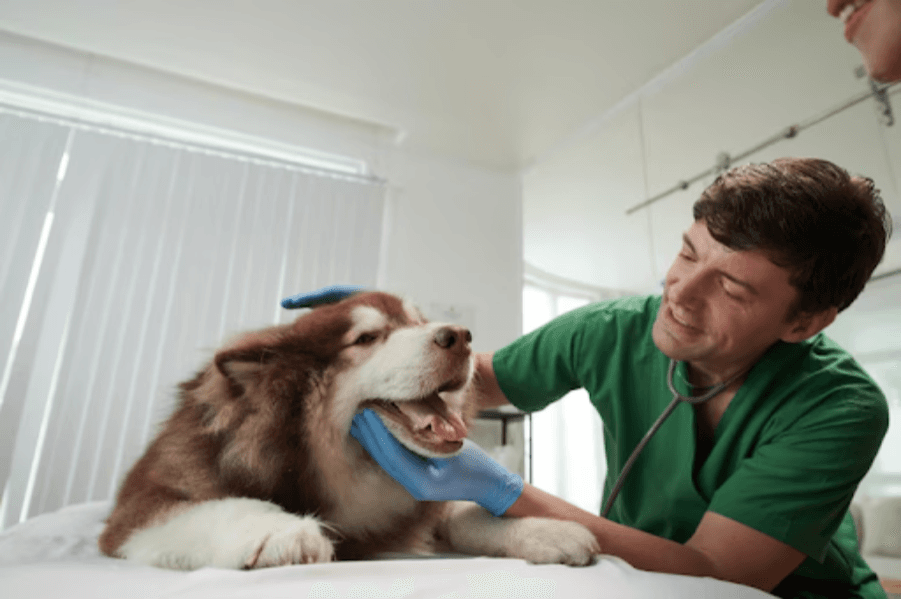 Pet Hygiene and Wellness in Gurgaon, Haryana – Kee...