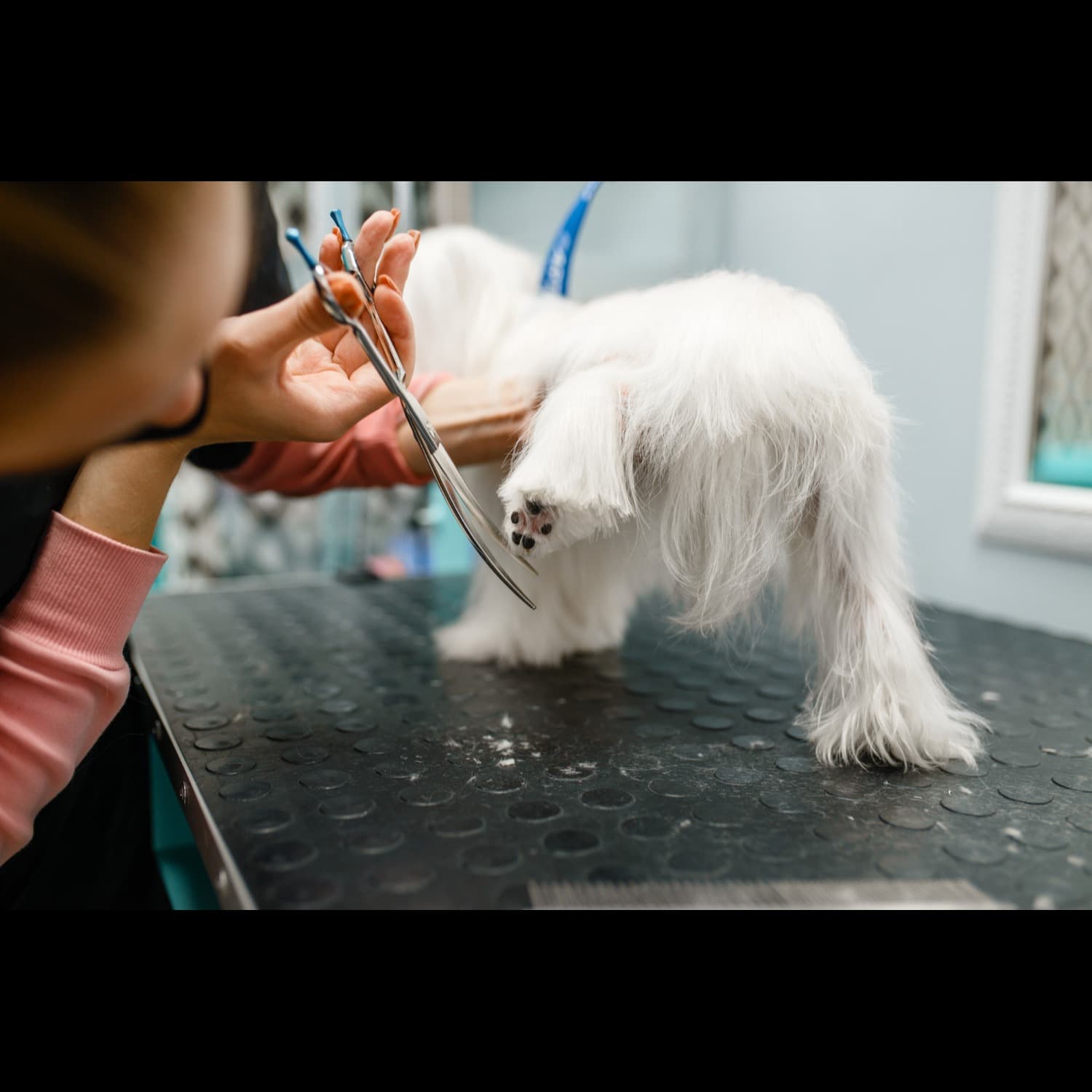 Luxury Pet Grooming in Gurgaon, Haryana – Premium ...