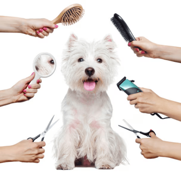 Pet Grooming Services in Gurgaon, Haryana – Hygien...