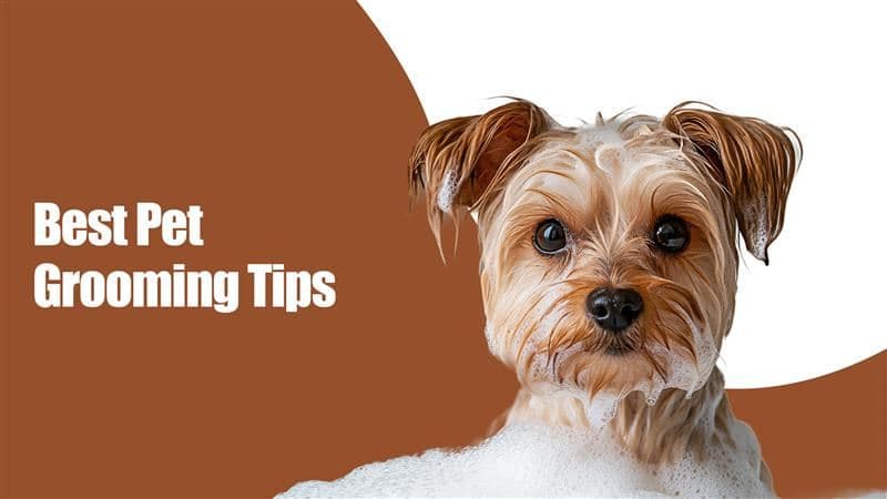 Best Pet Grooming Tips to Keep Your Furry Friend Fresh and Clean