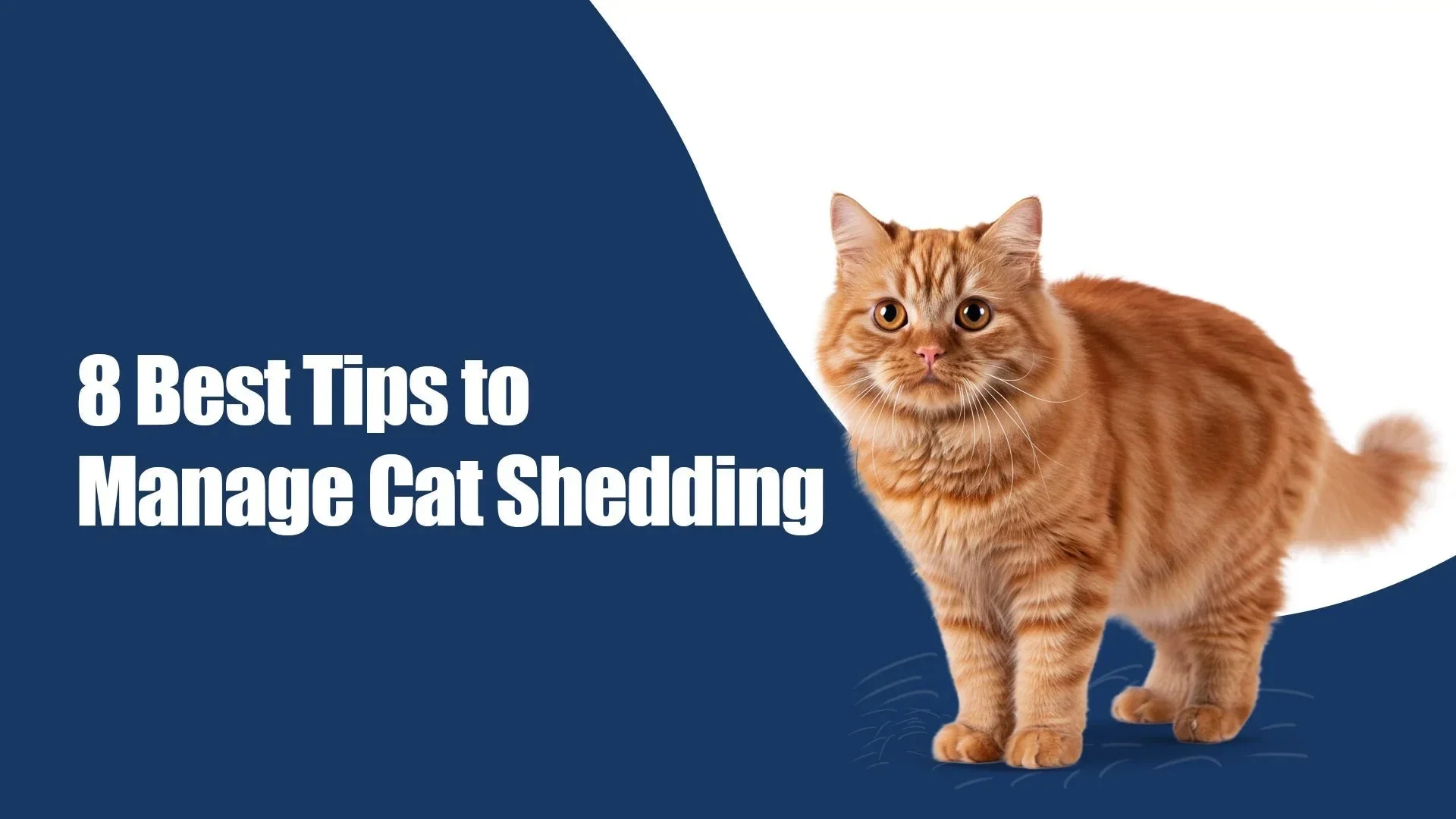 How to Manage Cat Shedding: 8 Effective Tips