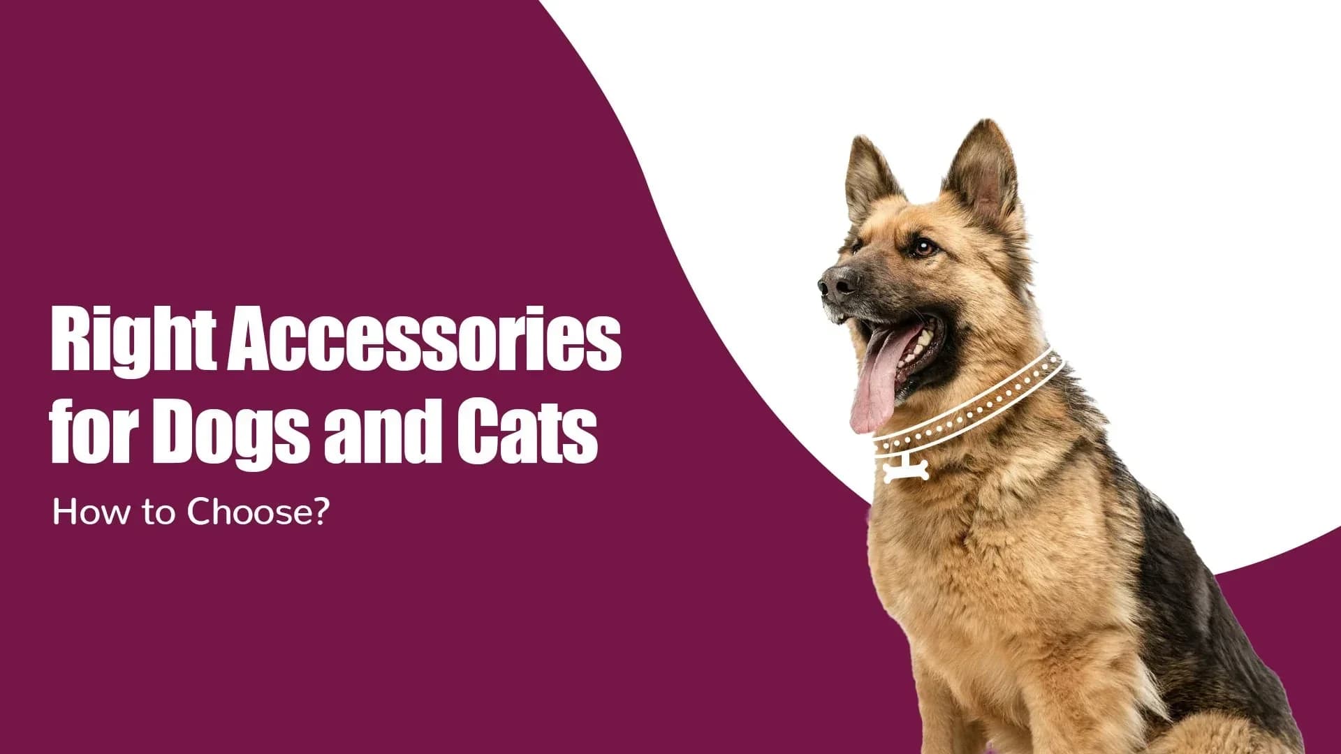 How to Choose the Right Accessories for Dogs and Cats .sniffnsnooz Pet Care 