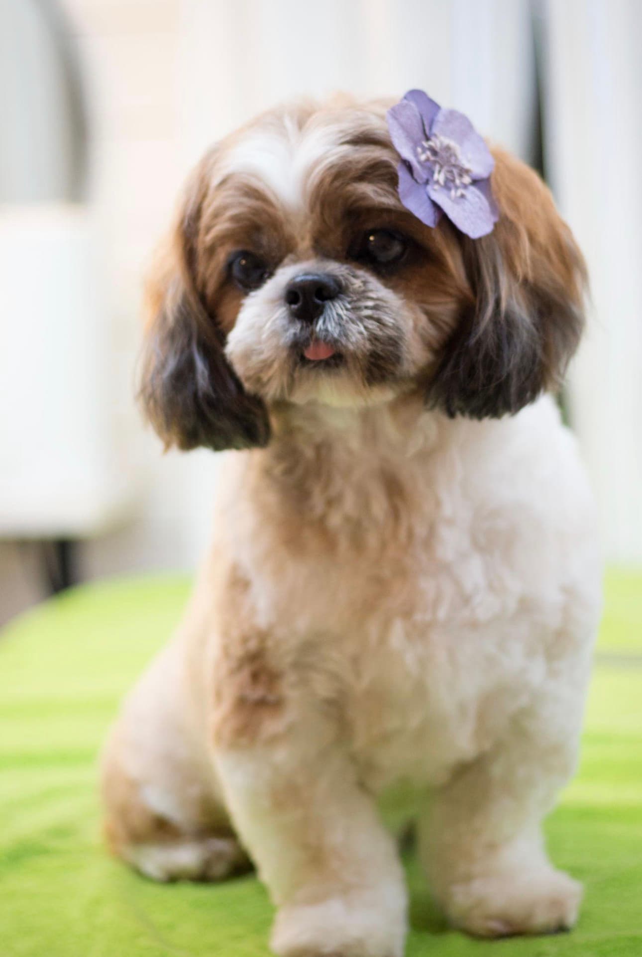 Premium Pet Grooming in Gurgaon Sector 65 