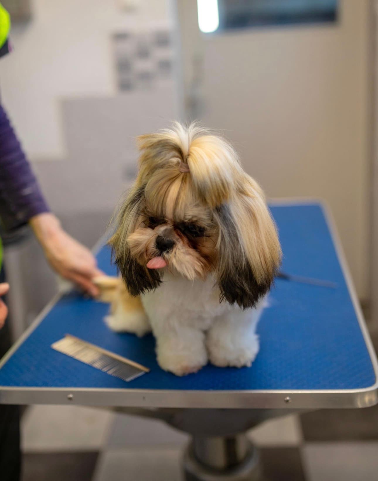 Best Pet Grooming Salon in Sector 65 Gurgaon | Free Pick & Drop