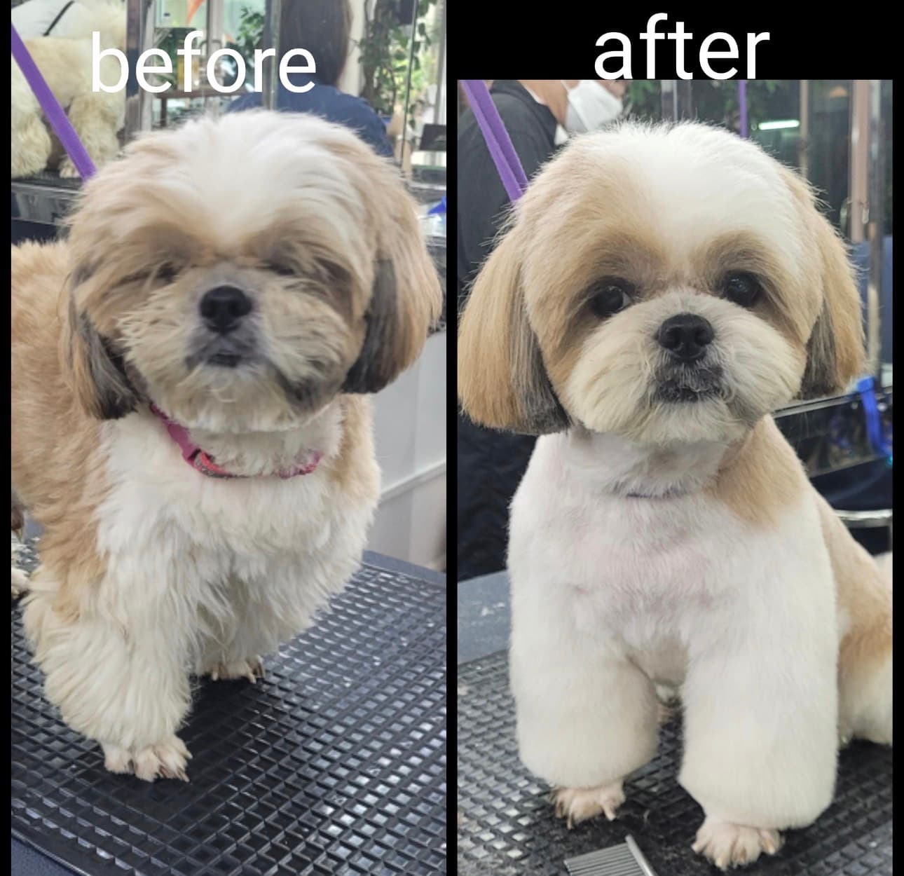 Professional Shih Tzu Grooming in Gurgaon