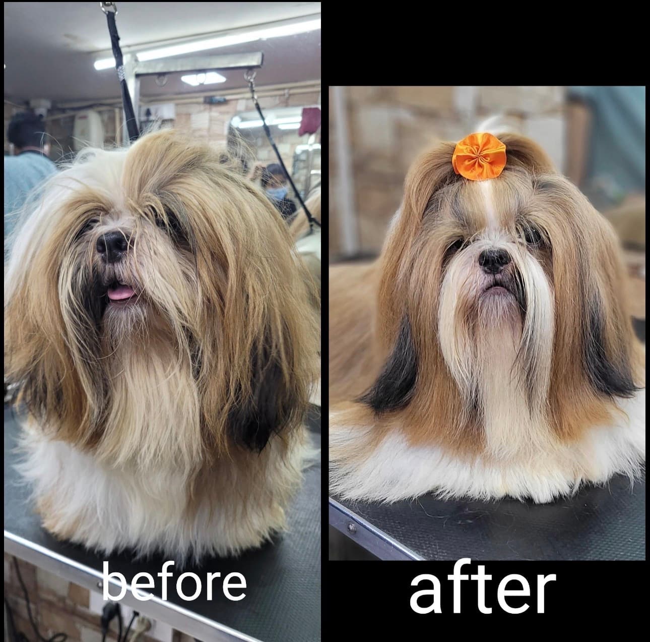 Best Shih Tzu Grooming in Sector 65 Gurgaon | Sniff N Snooz