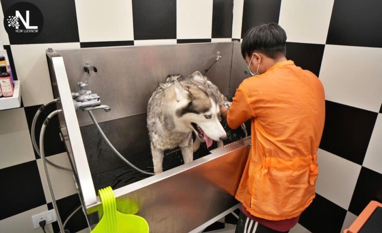Best Husky Grooming in Sector 65 Gurgaon | De-Shedding & Spa