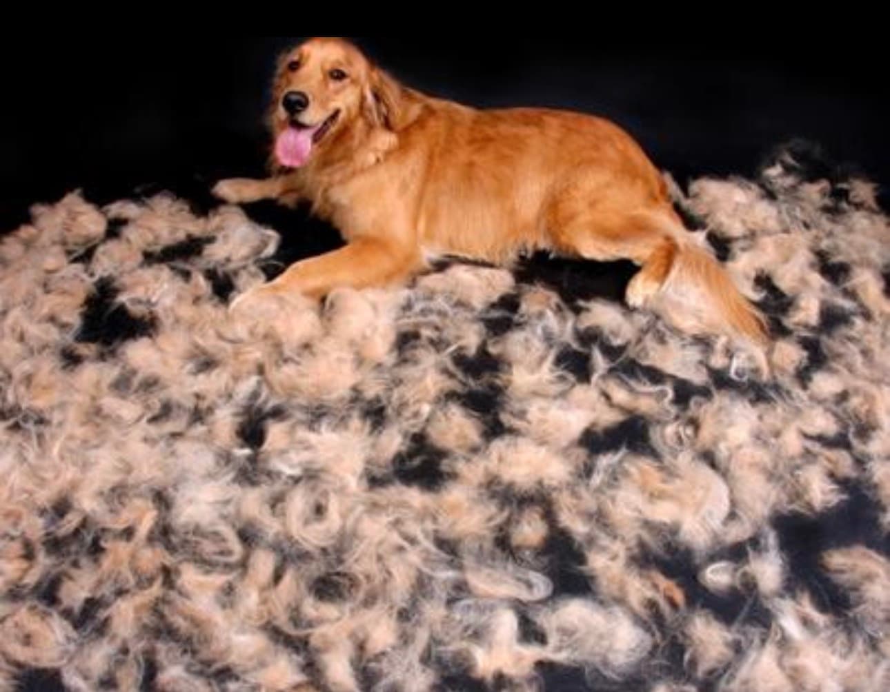 Best Golden Retriever Grooming in Sector 65 Gurgaon | De-Shedding & Spa