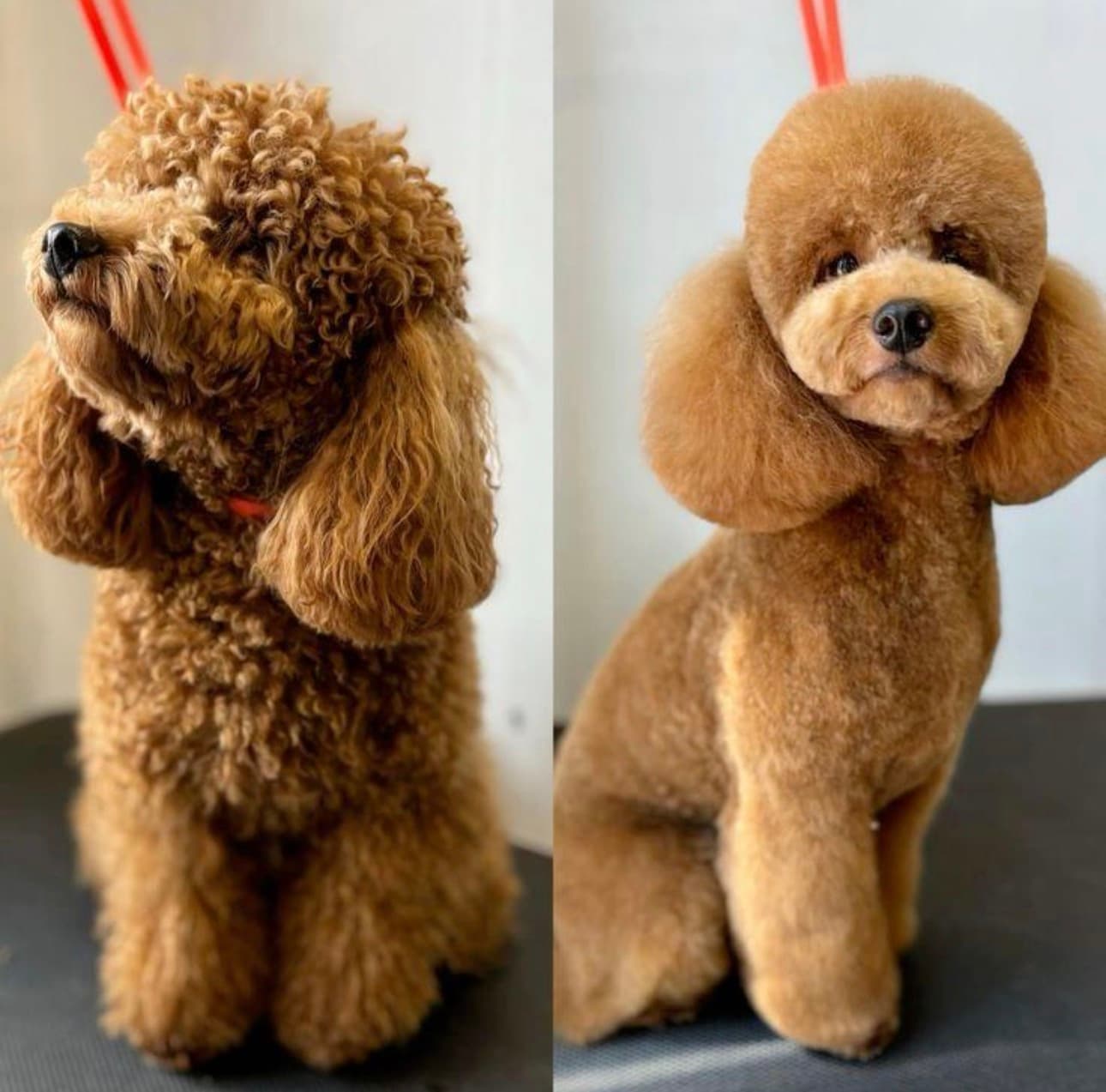 Best Toy Poodle Grooming in Sector 65 Gurgaon | Teddy Cut & Spa