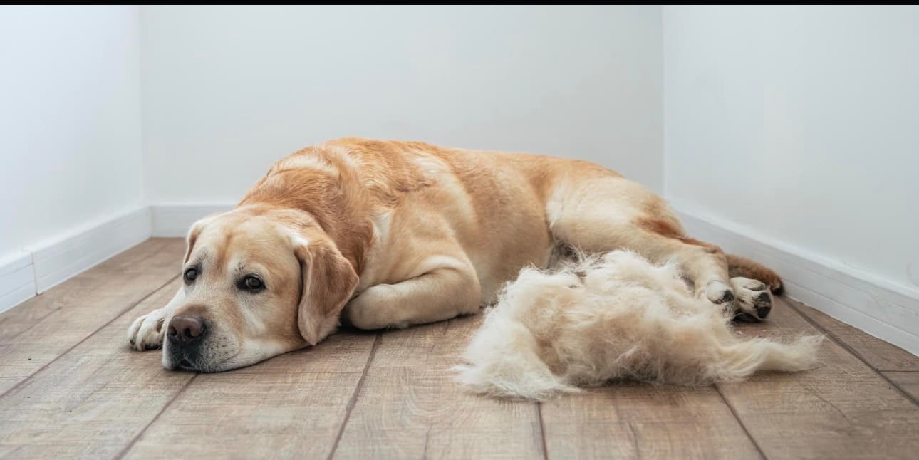 Best Labrador Bathing & De-Shedding in Sector 65 Gurgaon