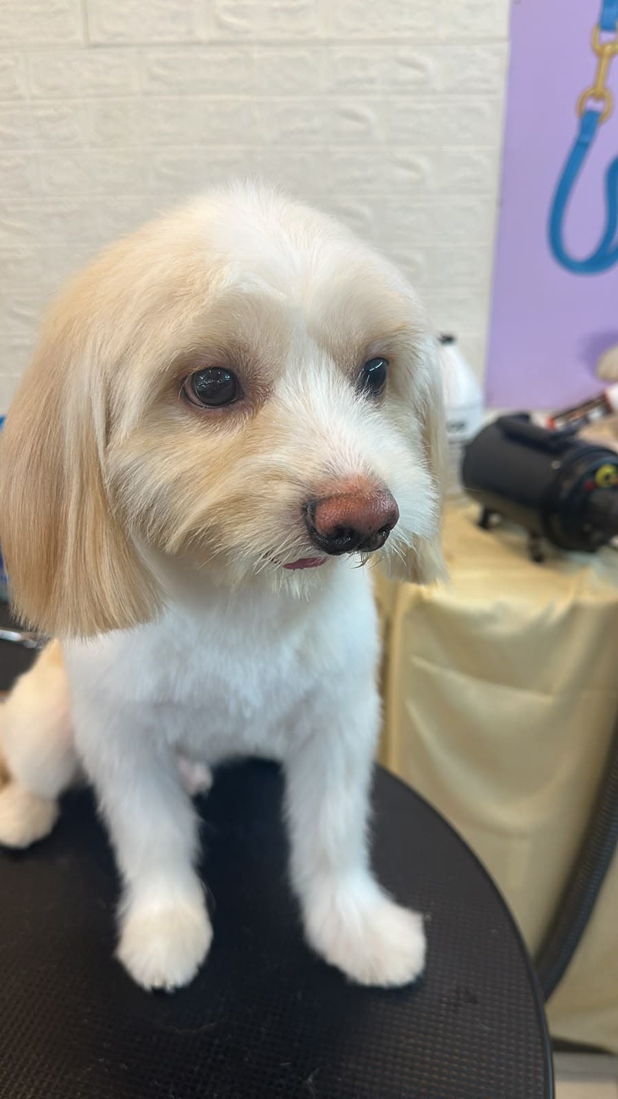 Professional Dog & Cat Grooming at Your Doorstep in Gurgaon