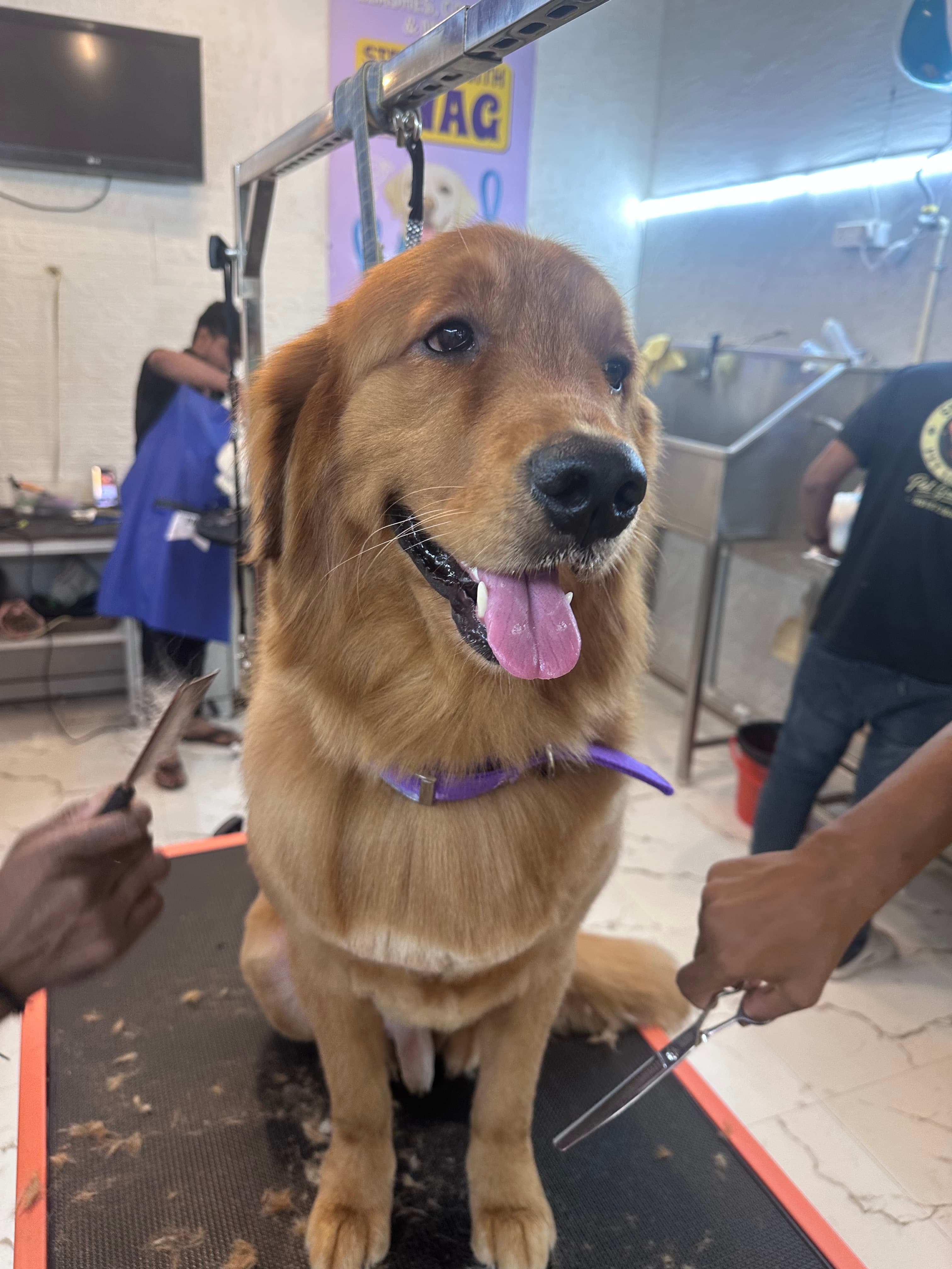 Frequently Asked Questions About Our Grooming Services