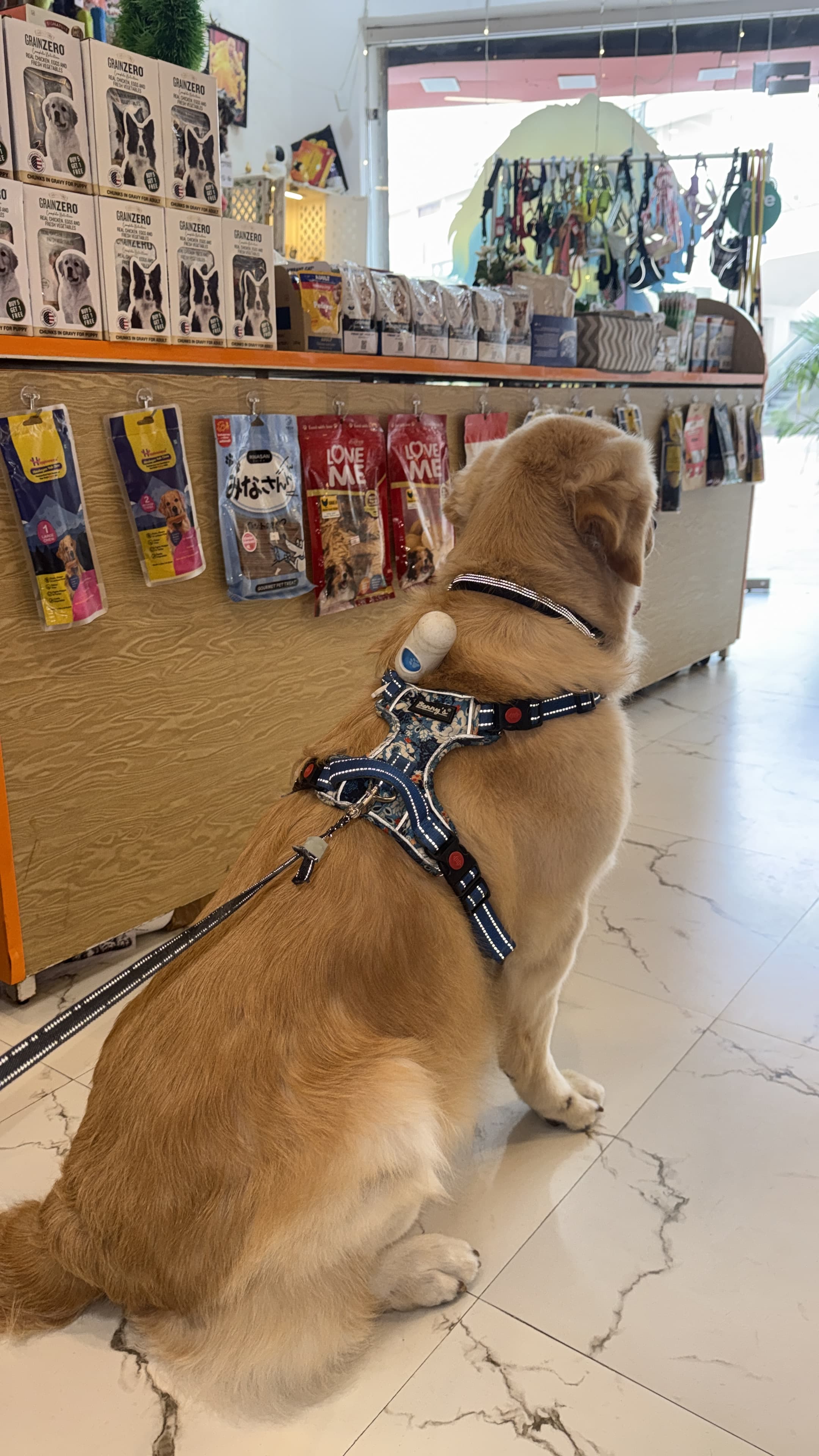 Best Pet Grooming & Pet Store in Sector 65, Gurgaon | Sniff N Snooz