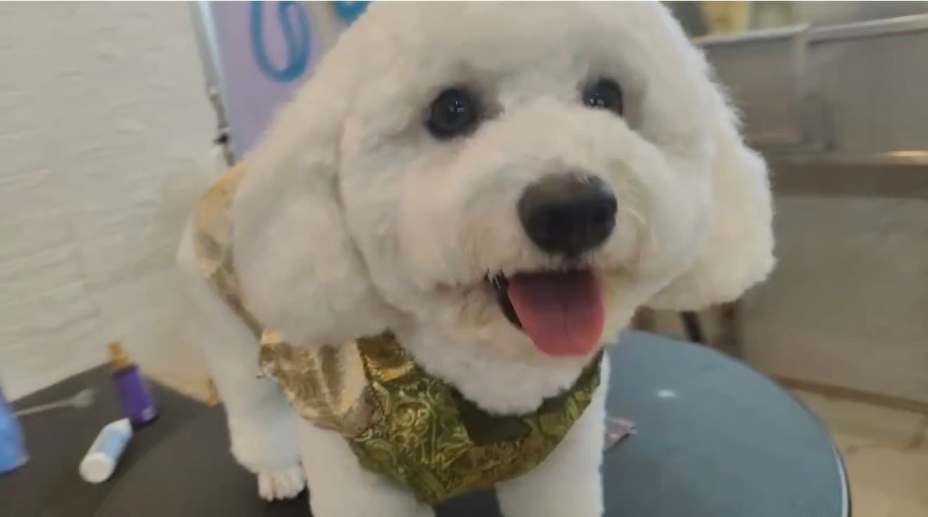 Your Neighborhood Pet Wellness Hub: Why Pet Parents in Sector 65 Choose Sniff N Snooz