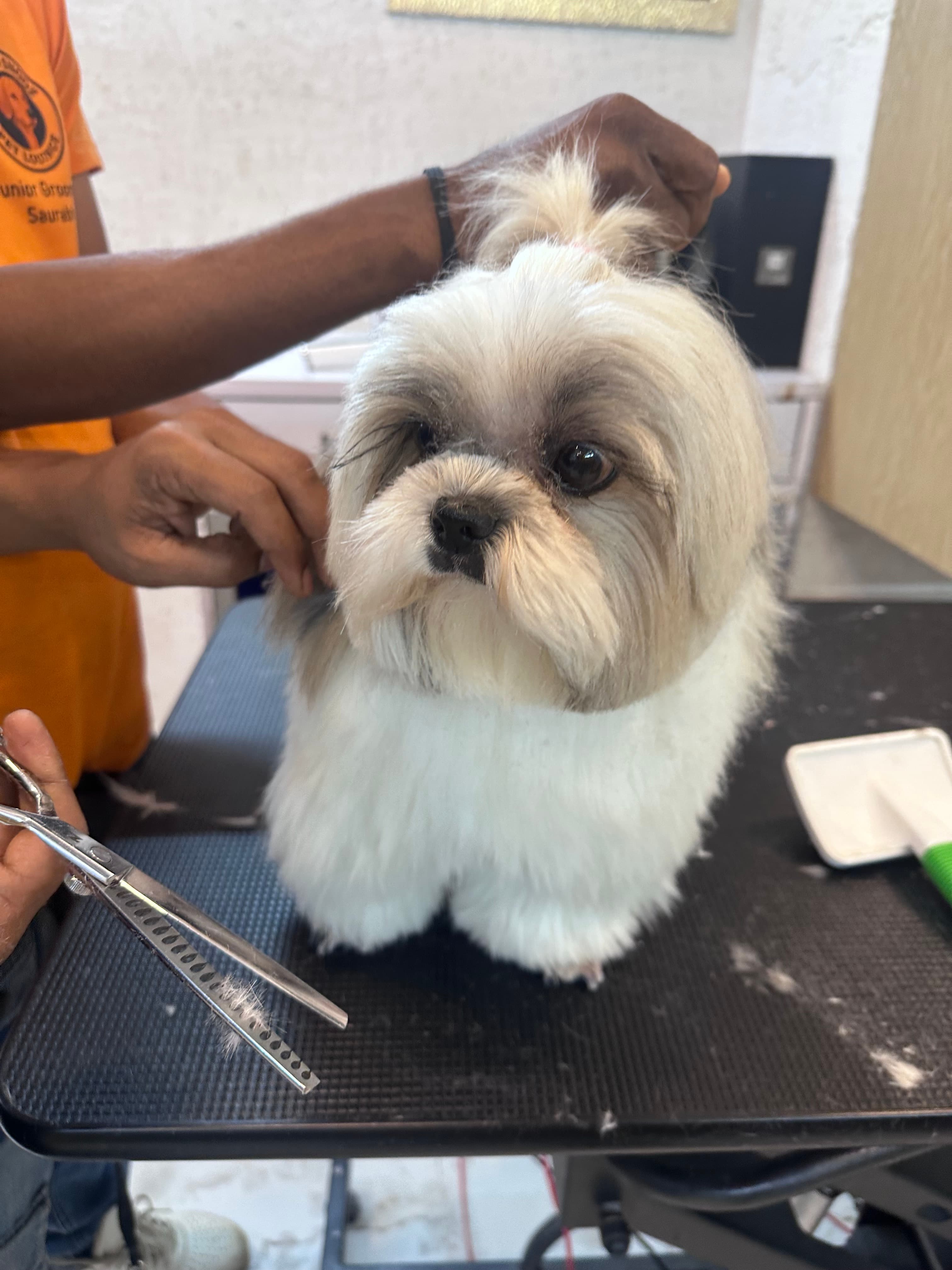 Red Flags to Watch for When Hiring a Dog Groomer | Sniff N Snooz