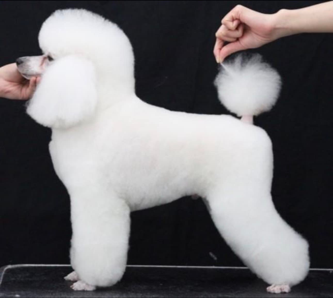 Poodle Grooming & Different Styling Cuts