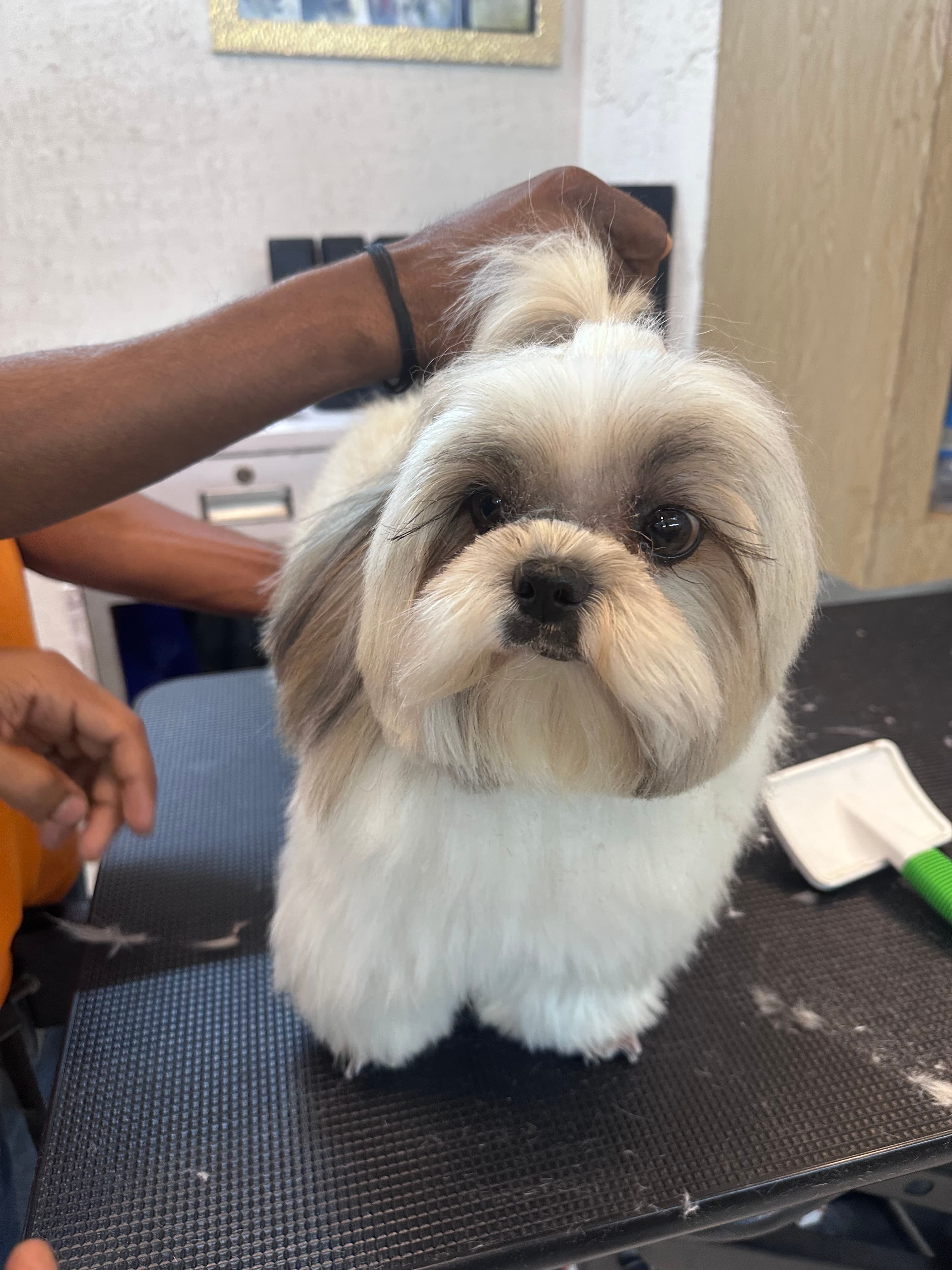 Shih Tzu Grooming & Popular Haircut Styles