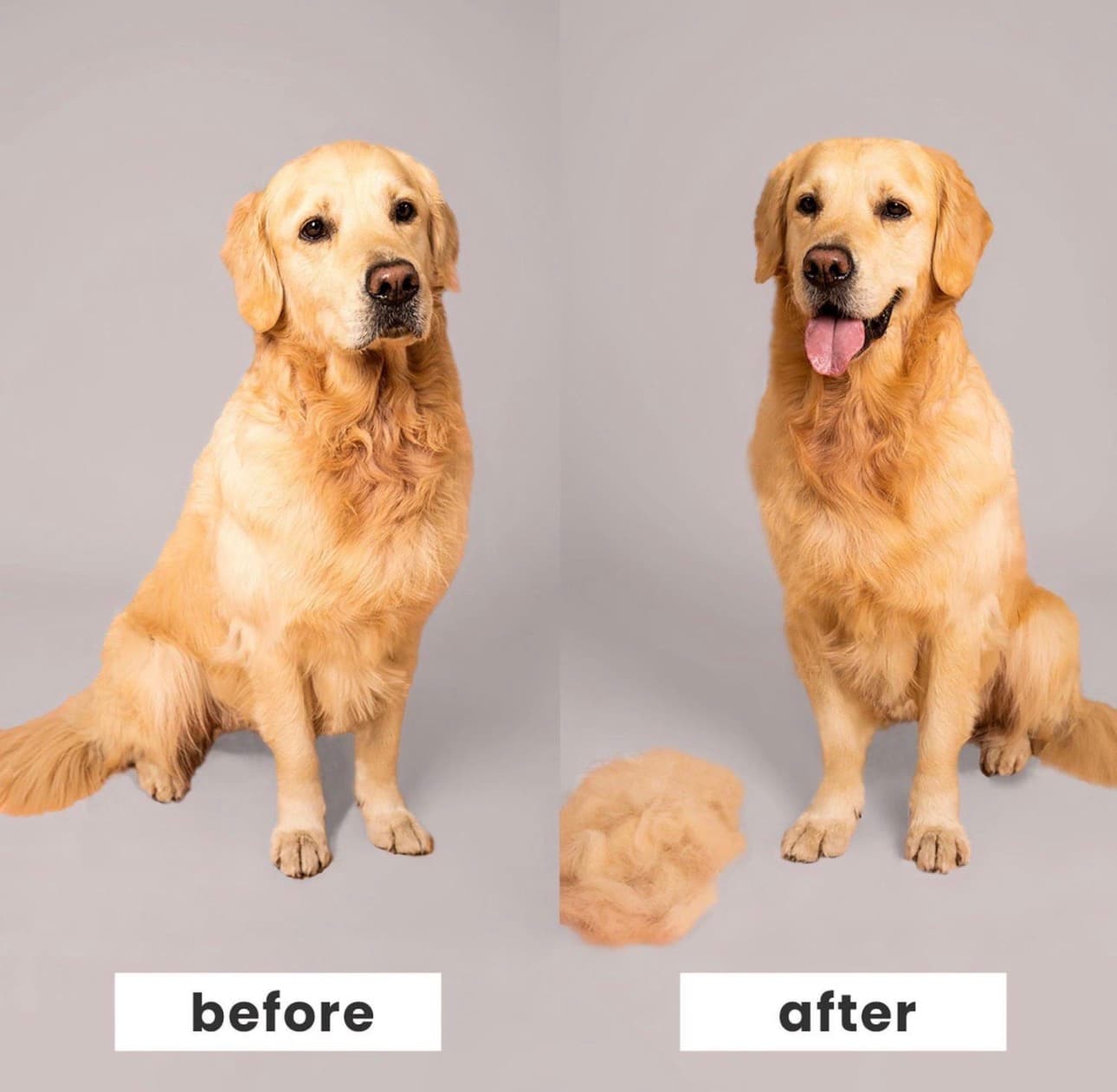 Golden Retriever Bathing & De-shedding