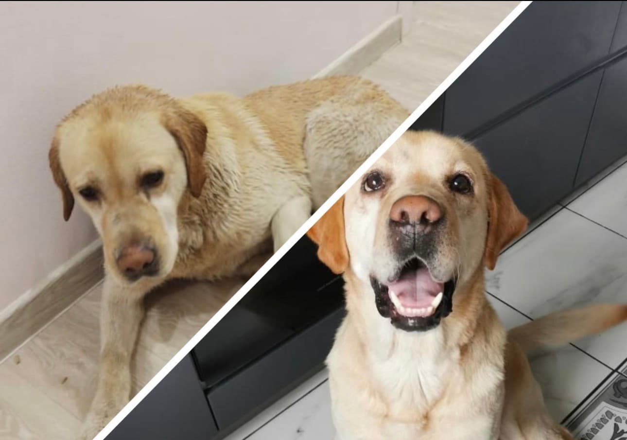 Labrador Bathing & Professional De-shedding