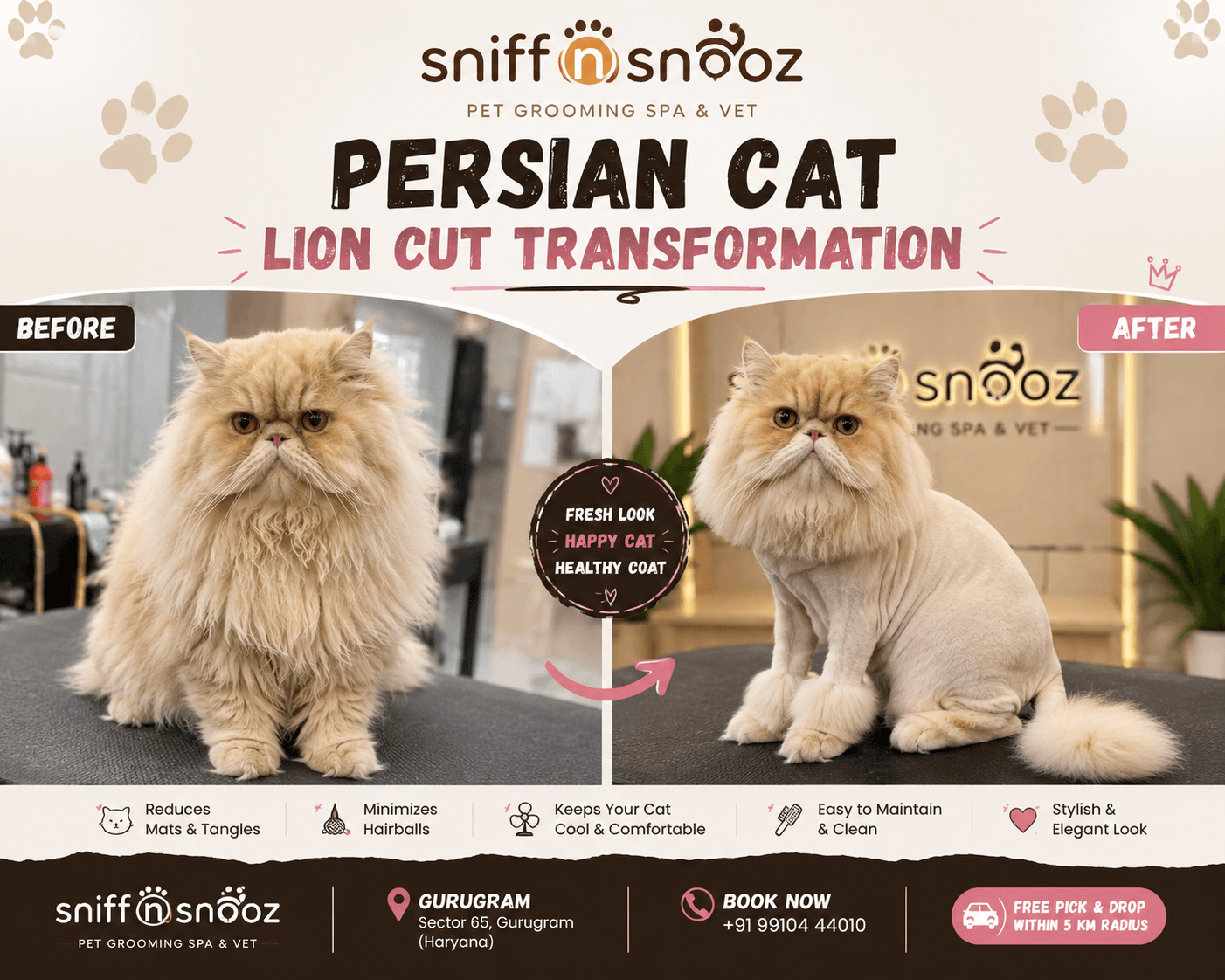 Persian Cat Lion Cut Transformation | Sniff n Snooz Pet Grooming Spa